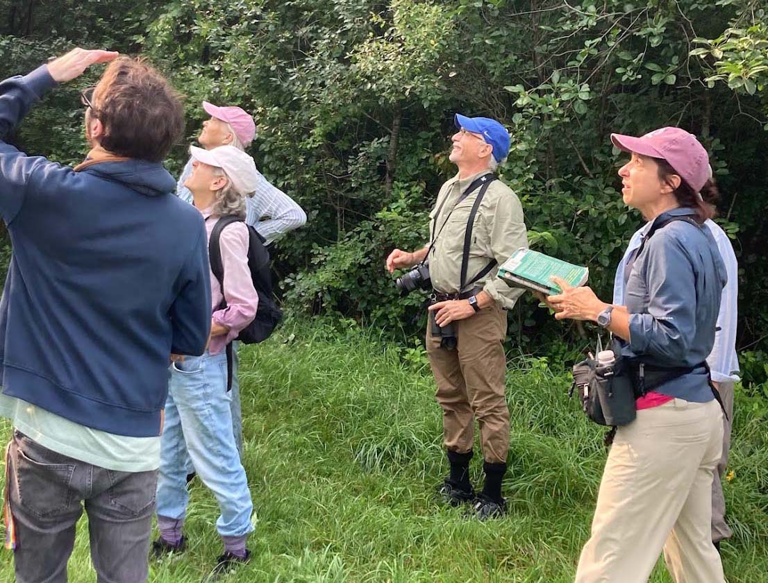 Birding the Lincoln’s Codman Conservation Land and Farm Meadow