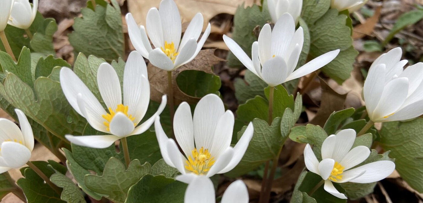 “You Too Can be a Naturalist”